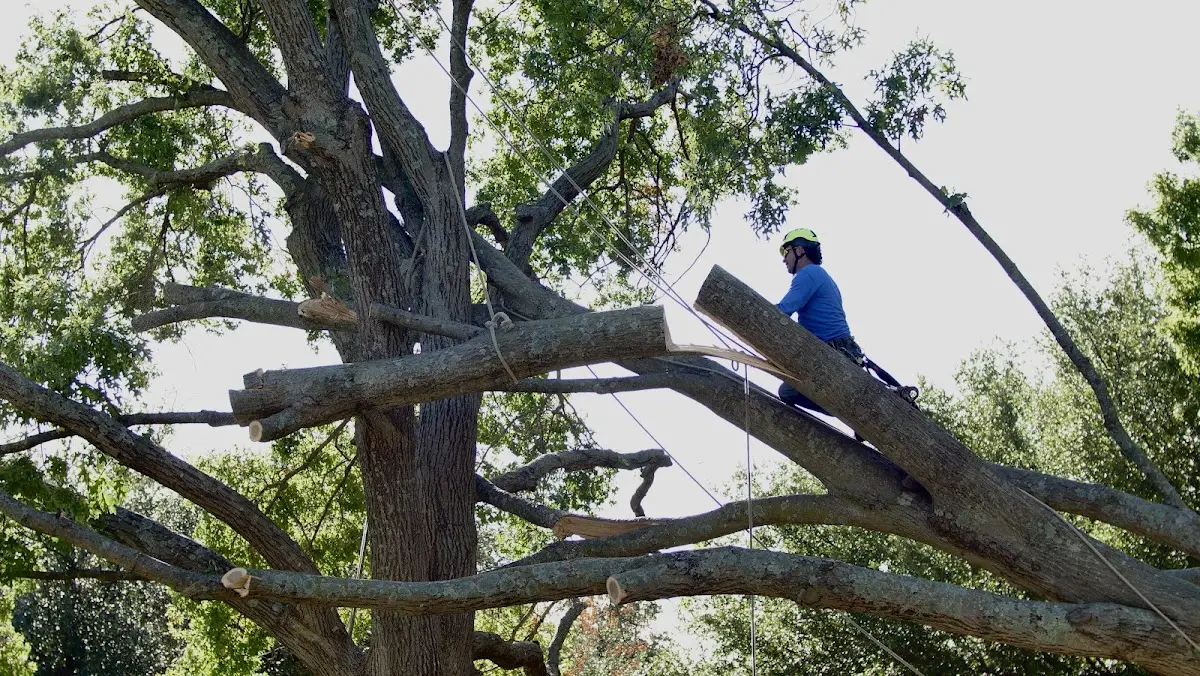 Professional Crown Thinning performed by certified arborists in Crooks